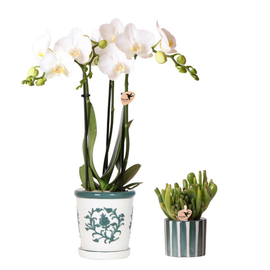 Phalaenopsis Set van witte orchidee Amabilis in Malaga pot en succulent in Painted Stripe pot groen - ↕35cm - Ø9 - Sierplantenshop