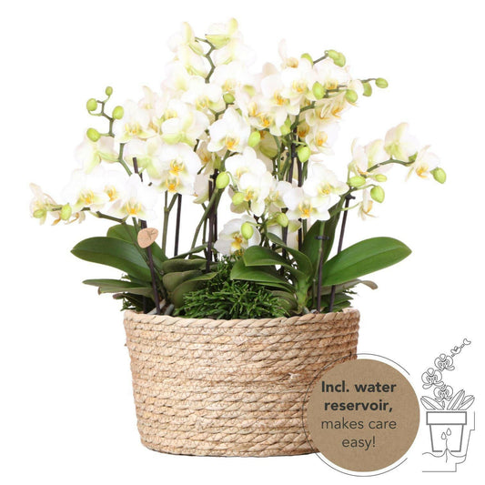 Phalaenopsis Sierplantenset - Drie Witte Orchideeën en Groene Planten in Reed Basket - ↕35cm - Ø9 - Sierplantenshop