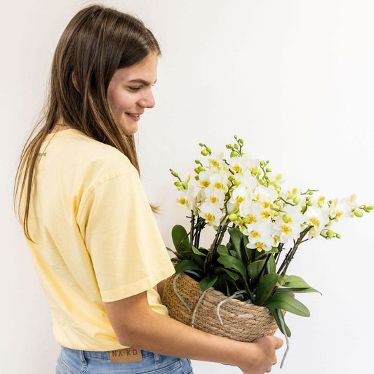 Phalaenopsis Sierplantenset - Drie Witte Orchideeën en Groene Planten in Reed Basket - ↕35cm - Ø9 - Sierplantenshop