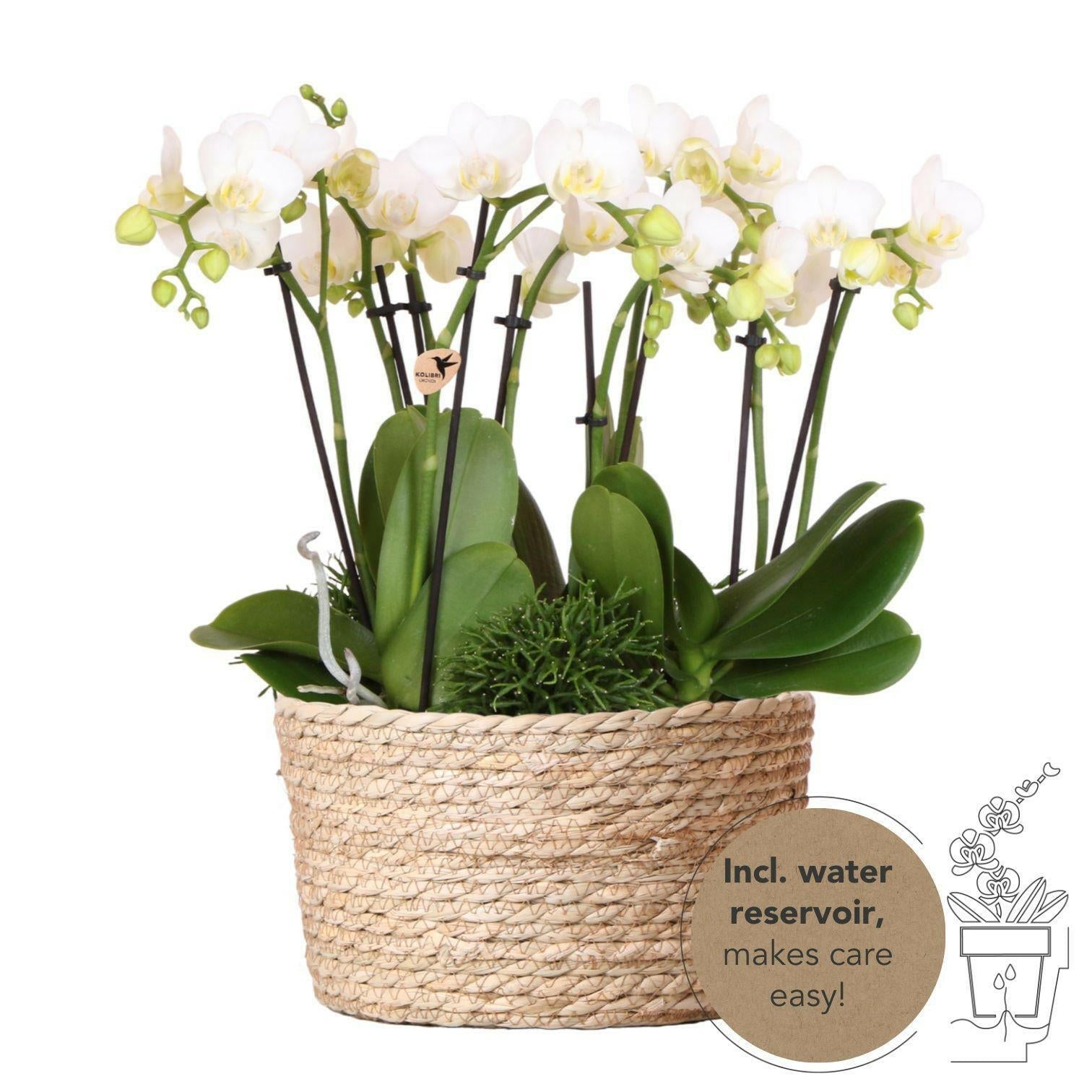 Phalaenopsis Sierplantenset met Witte Orchideeën in Rieten Mand met Waterreservoir - ↕35cm - Ø9 - Sierplantenshop