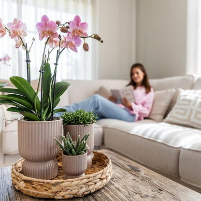Phalaenopsis - Treviso Orchideeën Set van 2 Oud Roze - ↕35cm - Ø9 - Sierplantenshop