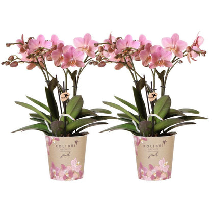 Phalaenopsis - Treviso Orchideeën Set van 2 Oud Roze - ↕35cm - Ø9 - Sierplantenshop