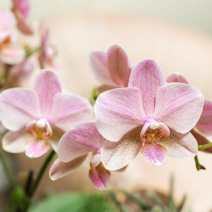 Phalaenopsis - Treviso Orchideeën Set van 2 Oud Roze - ↕35cm - Ø9 - Sierplantenshop