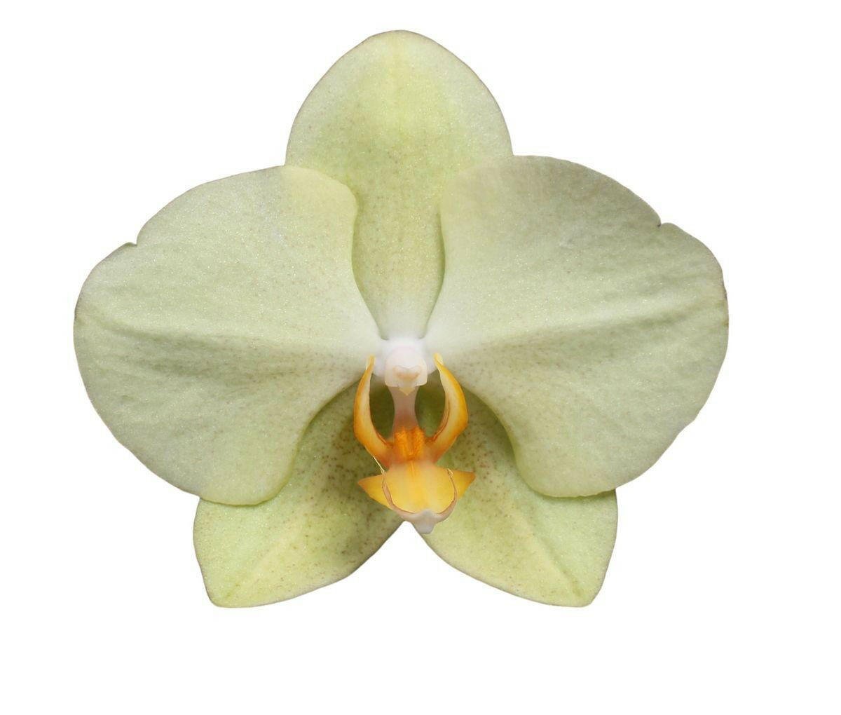 Phalaenopsis Volterra - Orchidee met 3 Takken - ↕60cm - Ø12 - Sierplantenshop