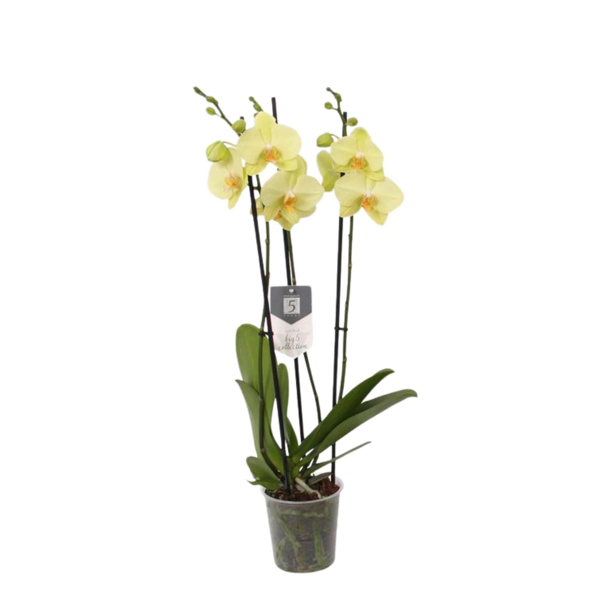 Phalaenopsis Volterra - Orchidee met 3 Takken - ↕60cm - Ø12 - Sierplantenshop