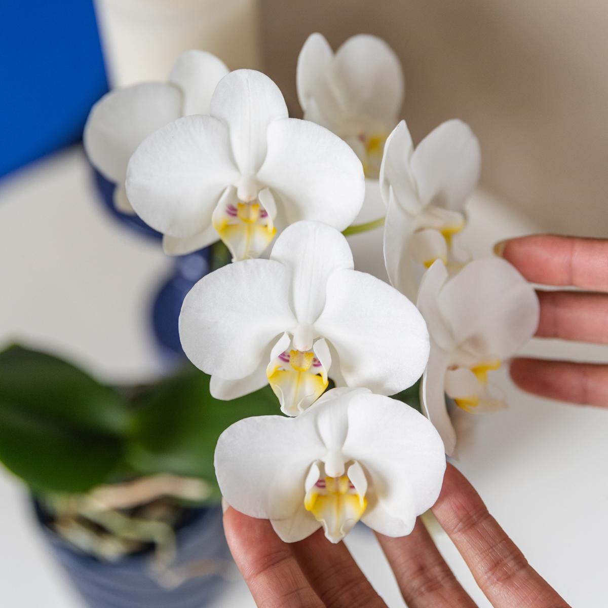 Phalaenopsis witte orchidee Amabilis + Candy sierpot blauw - ↕35cm - Ø9 - Sierplantenshop