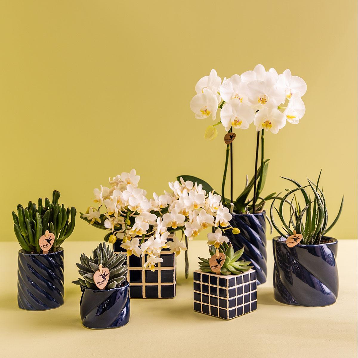Phalaenopsis witte orchidee Amabilis + Candy sierpot blauw - ↕35cm - Ø9 - Sierplantenshop