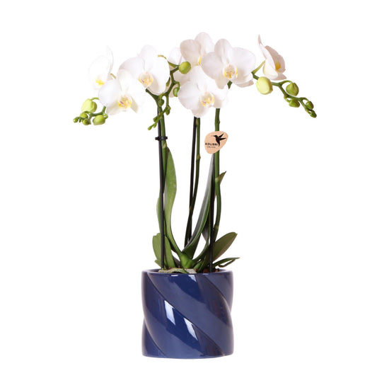 Phalaenopsis witte orchidee Amabilis + Candy sierpot blauw - ↕35cm - Ø9 - Sierplantenshop