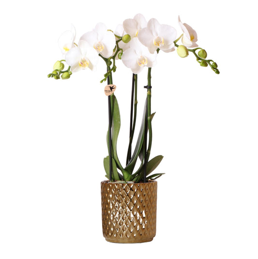 Phalaenopsis witte orchidee – Amabilis + Diamond sierpot goud – potmaat Ø9cm - ↕35cm - ↕35cm - Ø9 - Sierplantenshop