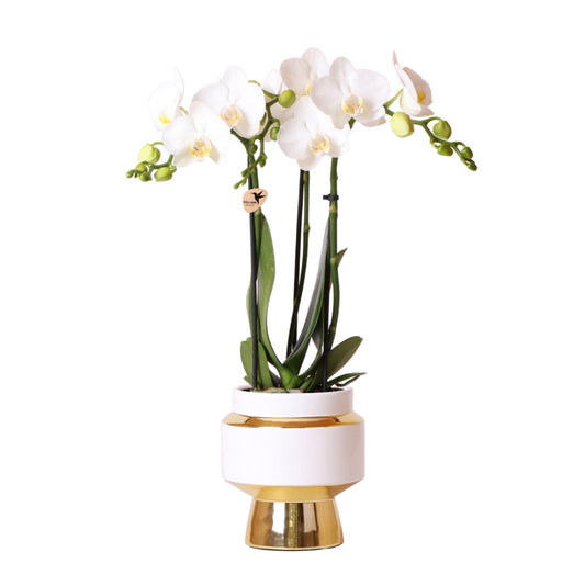 Phalaenopsis witte orchidee – Amabilis + Le Chic sierpot goud – Ø9cm - ↕35cm - ↕35cm - Ø9 - Sierplantenshop