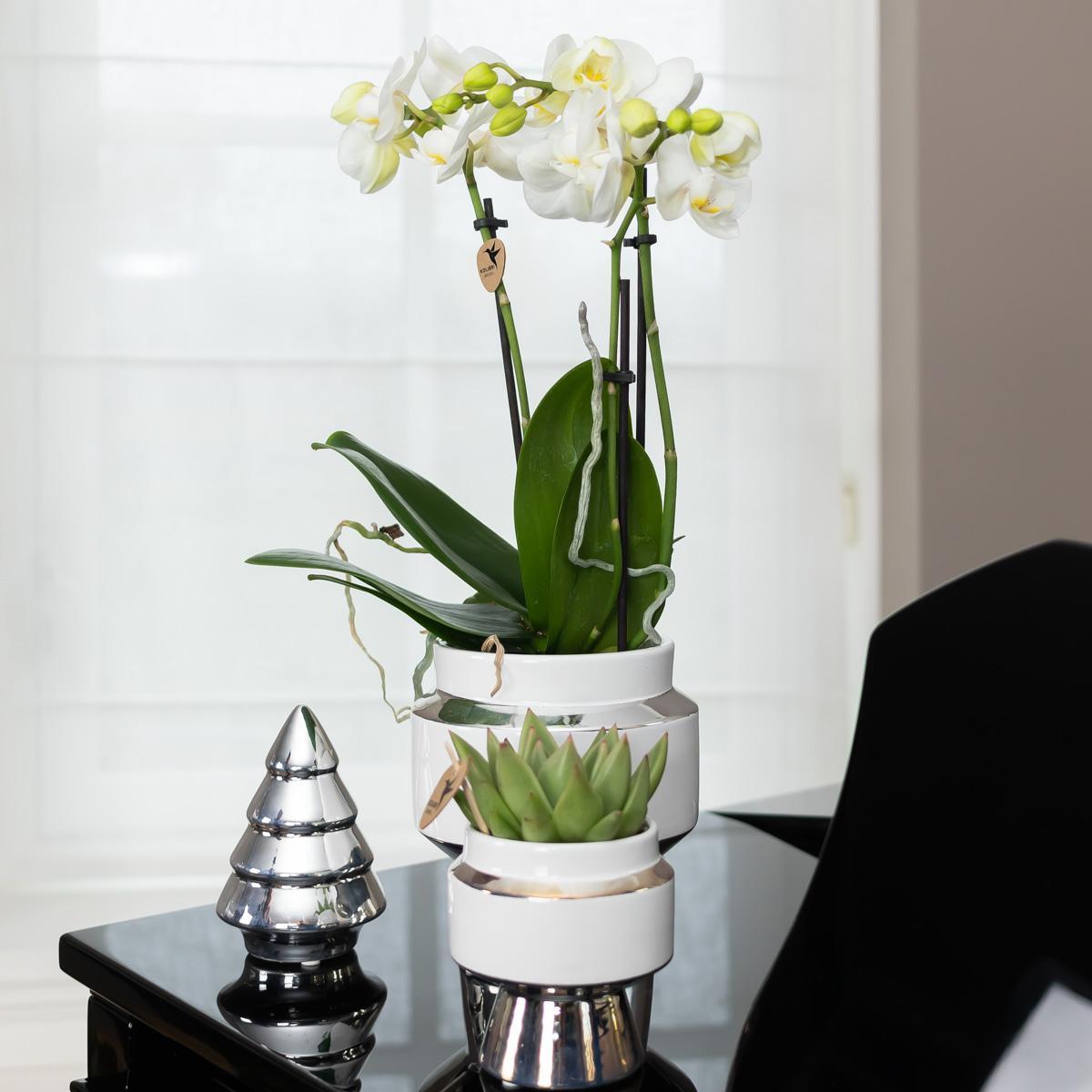 Phalaenopsis witte orchidee – Amabilis + Le Chic sierpot zilver – potmaat Ø9cm - ↕35cm - ↕35cm - Ø9 - Sierplantenshop