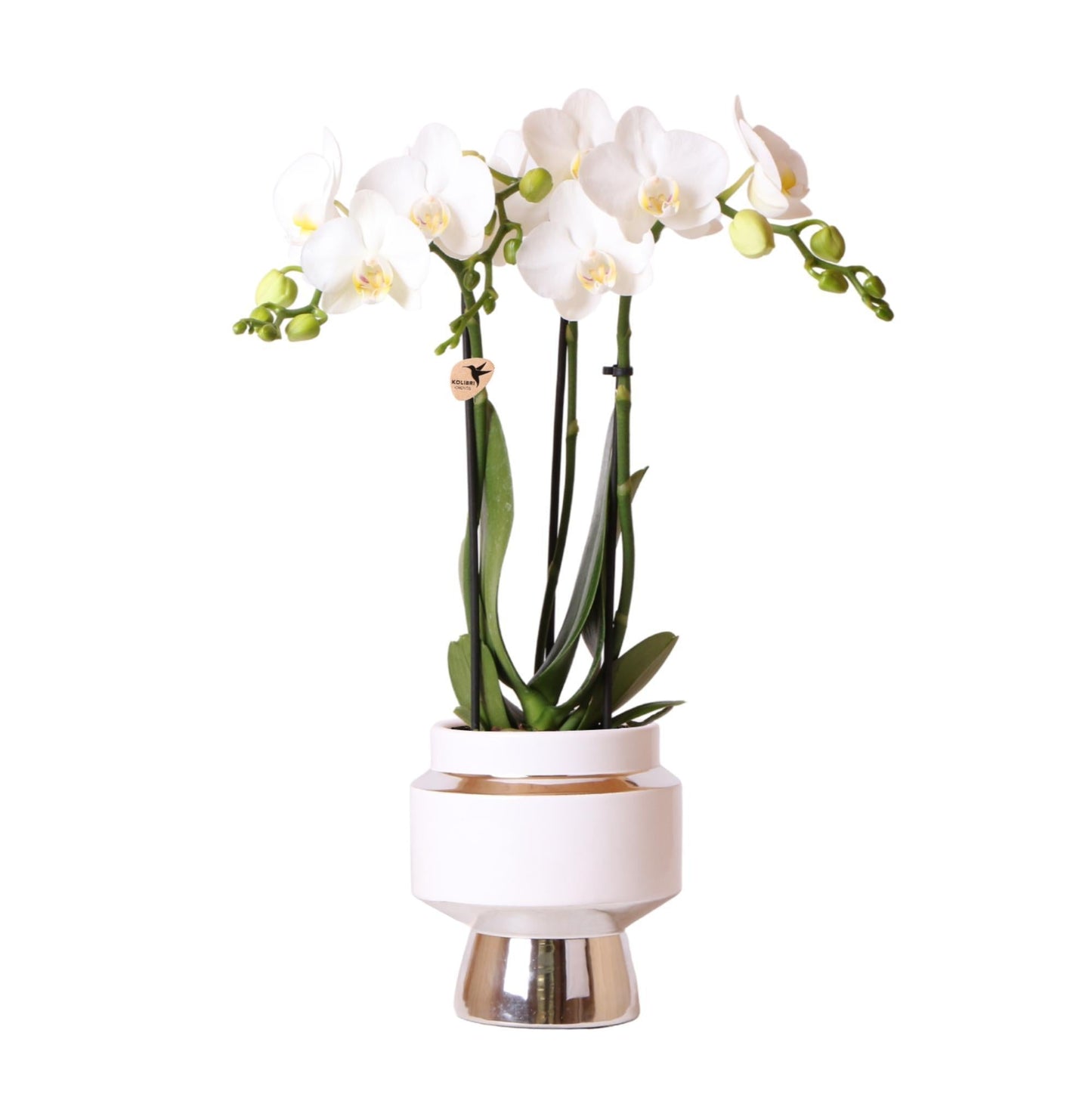 Phalaenopsis witte orchidee – Amabilis + Le Chic sierpot zilver – potmaat Ø9cm - ↕35cm - ↕35cm - Ø9 - Sierplantenshop