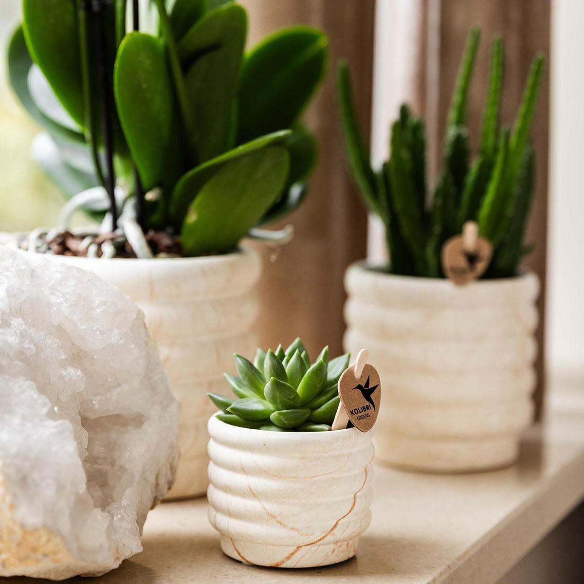 Phalaenopsis Witte Orchidee Lausanne en Succulent incl. keramieken sierpotten op wit organisch dienblad - ↕35cm - Ø9 - Sierplantenshop