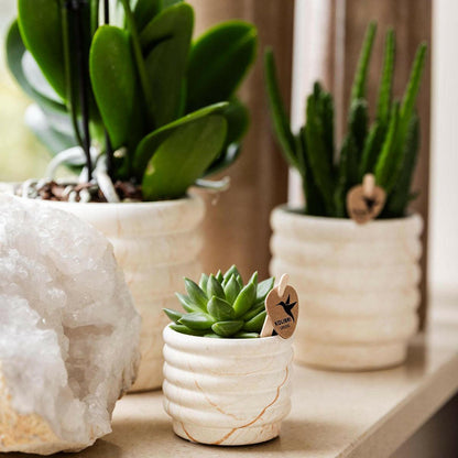 Phalaenopsis Witte Orchidee Lausanne en Succulent incl. keramieken sierpotten op wit organisch dienblad - ↕35cm - Ø9 - Sierplantenshop