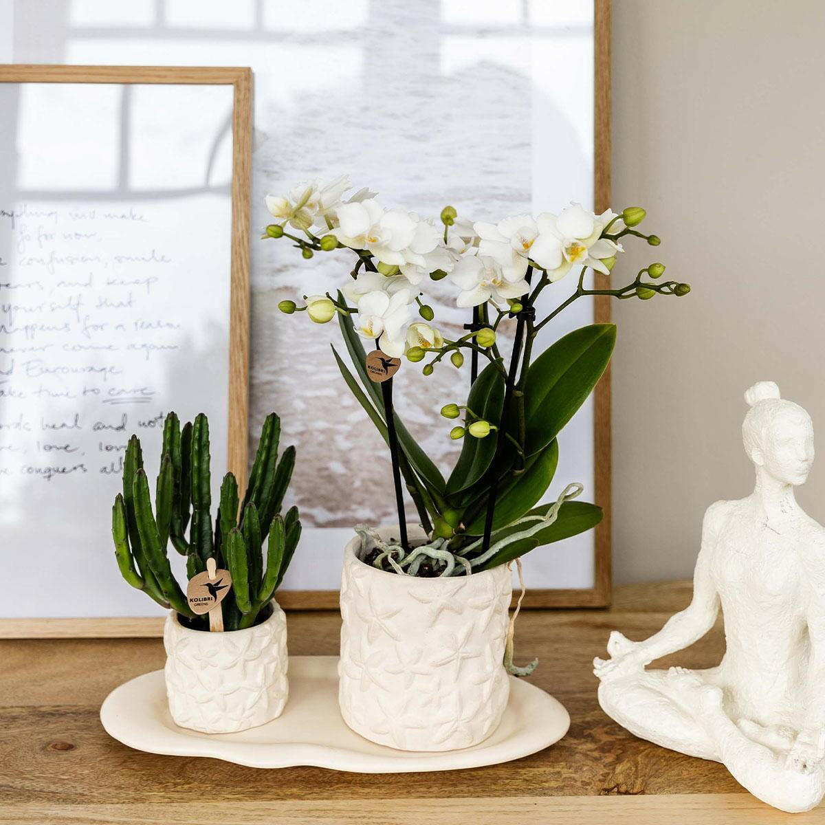 Phalaenopsis Witte Orchidee Lausanne en Succulent incl. keramieken sierpotten op wit organisch dienblad - ↕35cm - Ø9 - Sierplantenshop