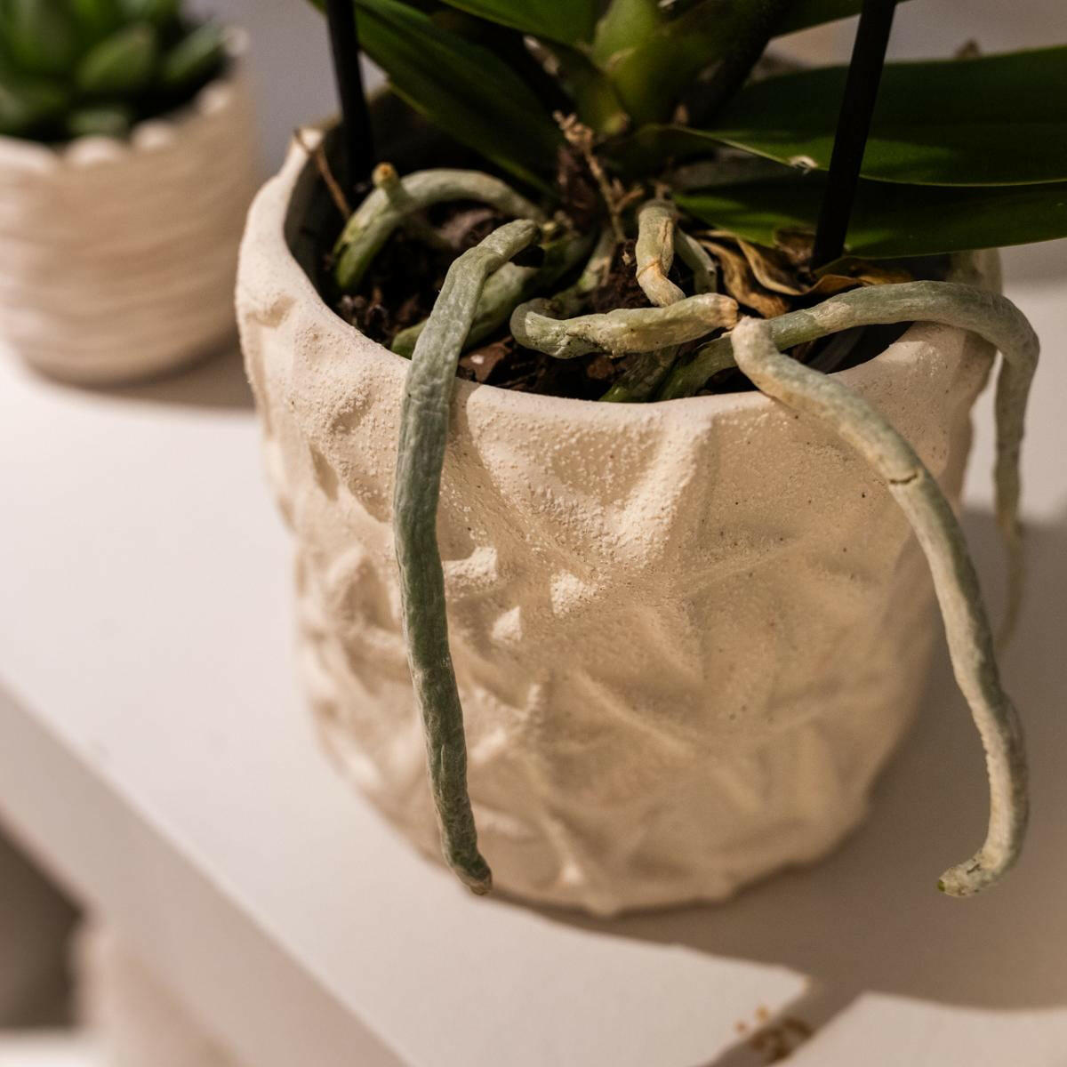 Phalaenopsis Witte Orchidee Lausanne en Succulent incl. keramieken sierpotten op wit organisch dienblad - ↕35cm - Ø9 - Sierplantenshop