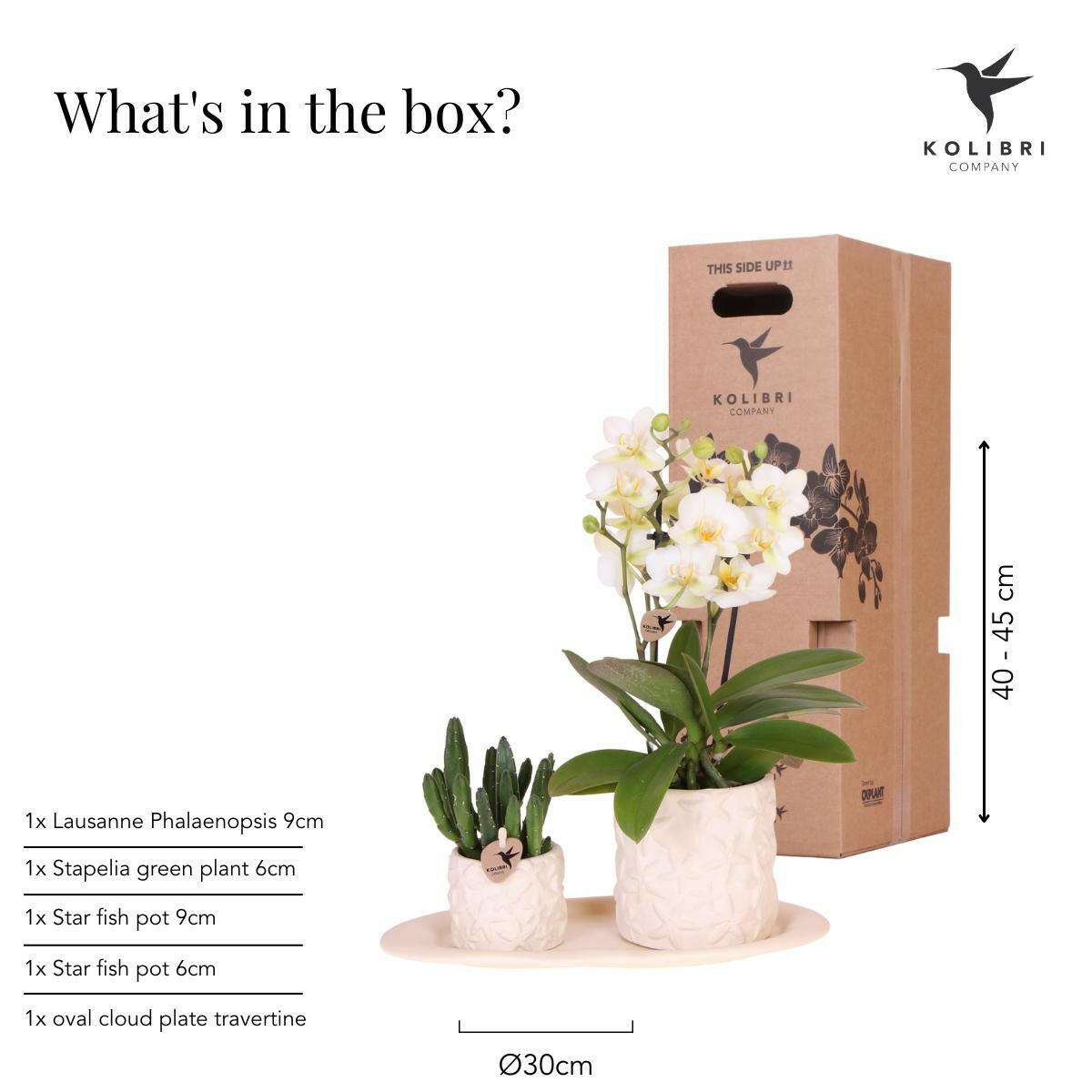 Phalaenopsis Witte Orchidee Lausanne en Succulent incl. keramieken sierpotten op wit organisch dienblad - ↕35cm - Ø9 - Sierplantenshop