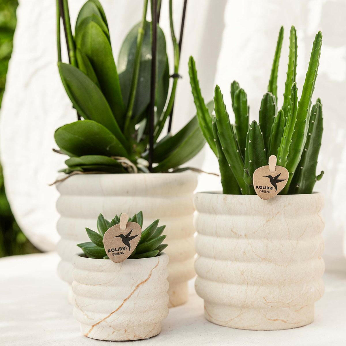 Phalaenopsis Witte Orchidee Lausanne en Succulent incl. keramieken sierpotten op wit organisch dienblad - ↕35cm - Ø9 - Sierplantenshop