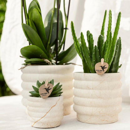 Phalaenopsis Witte Orchidee Lausanne en Succulent incl. keramieken sierpotten op wit organisch dienblad - ↕35cm - Ø9 - Sierplantenshop