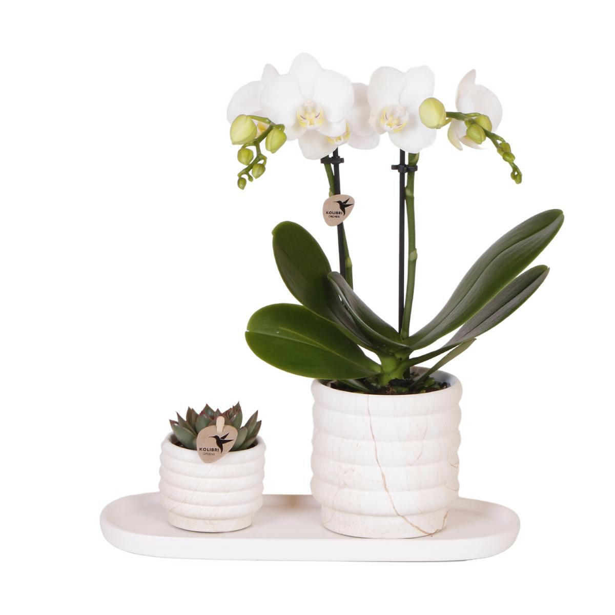 Phalaenopsis Witte Orchidee Lausanne en Succulent incl. keramieken sierpotten op wit organisch dienblad - ↕35cm - Ø9 - Sierplantenshop