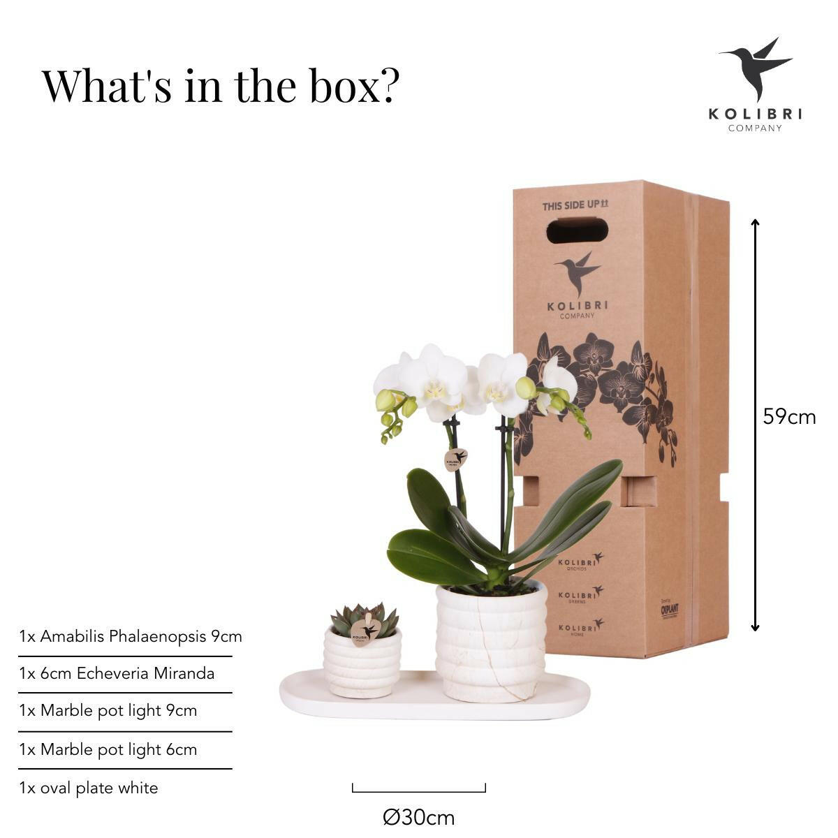 Phalaenopsis Witte Orchidee Lausanne en Succulent incl. keramieken sierpotten op wit organisch dienblad - ↕35cm - Ø9 - Sierplantenshop