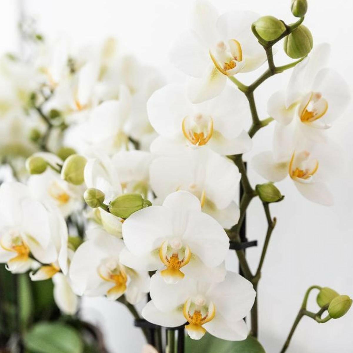 Phalaenopsis Witte Orchidee Lausanne en Succulent incl. keramieken sierpotten op wit organisch dienblad - ↕35cm - Ø9 - Sierplantenshop