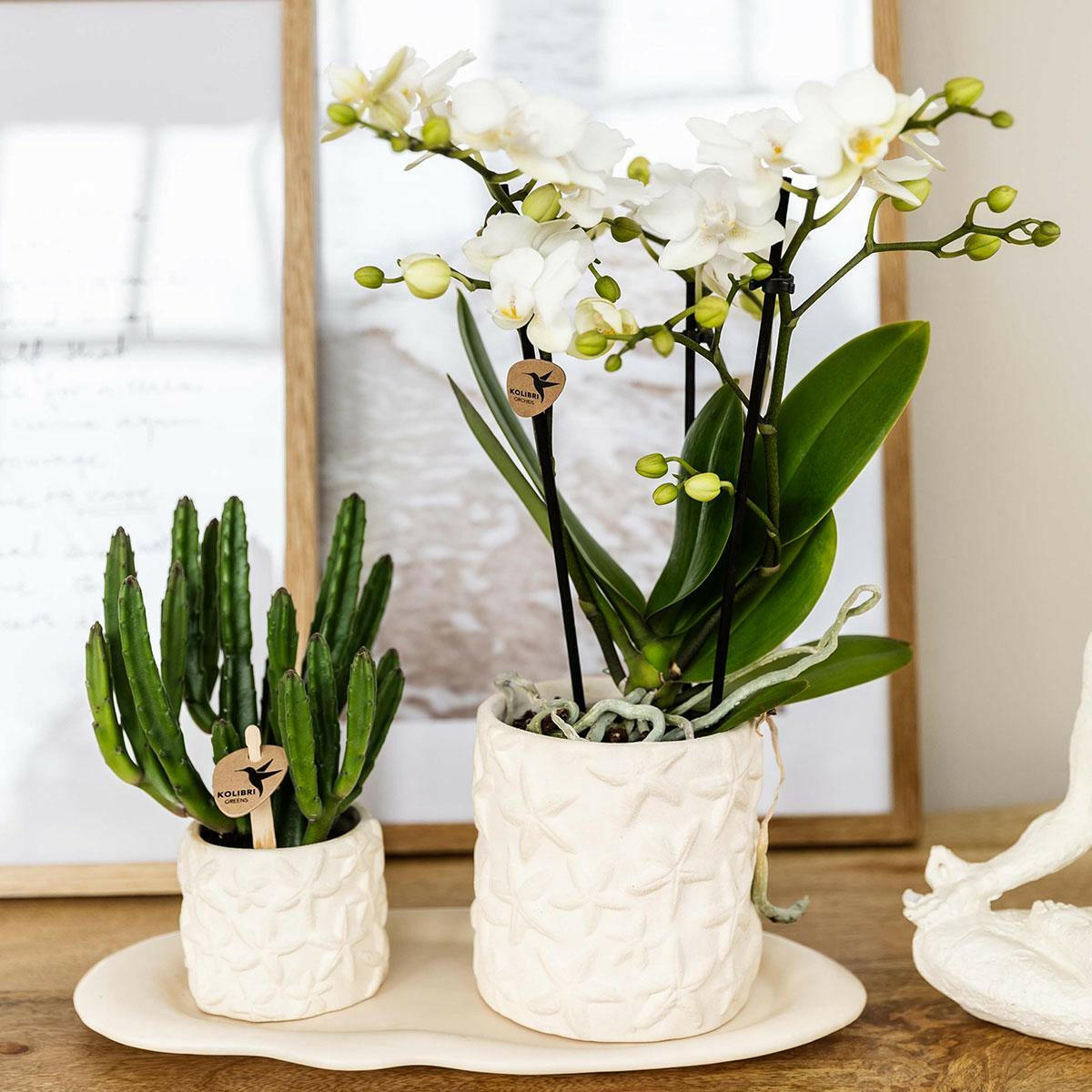 Phalaenopsis Witte Orchidee Lausanne en Succulent incl. keramieken sierpotten op wit organisch dienblad - ↕35cm - Ø9 - Sierplantenshop