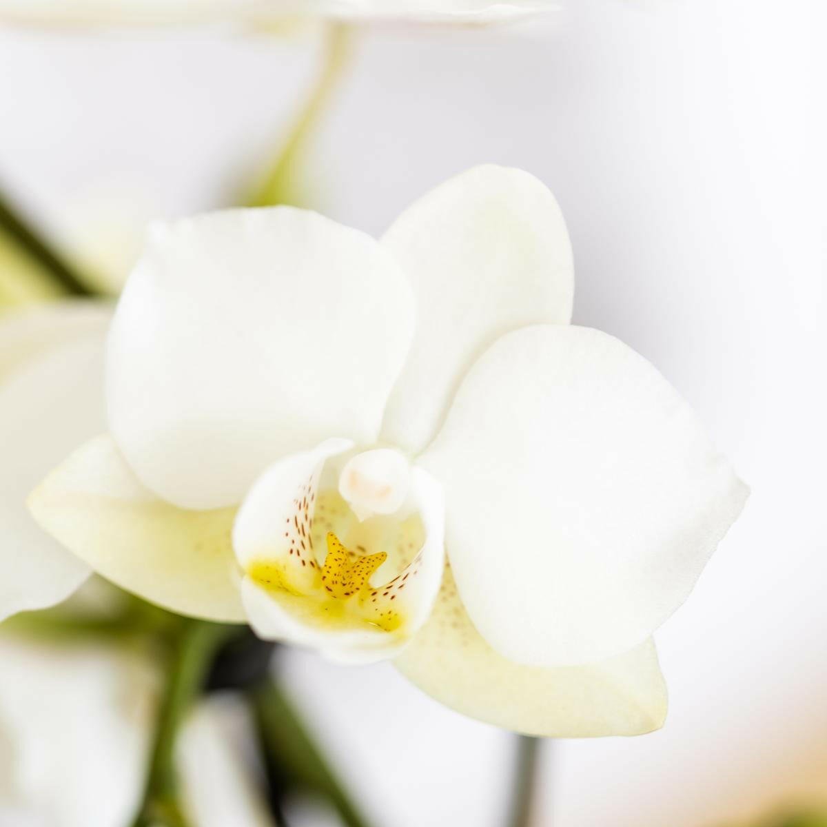 Phalaenopsis Witte Orchidee Lausanne en Succulent incl. keramieken sierpotten op wit organisch dienblad - ↕35cm - Ø9 - Sierplantenshop