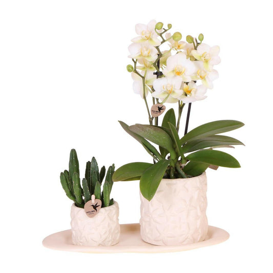 Phalaenopsis Witte Orchidee Lausanne en Succulent incl. keramieken sierpotten op wit organisch dienblad - ↕35cm - Ø9 - Sierplantenshop