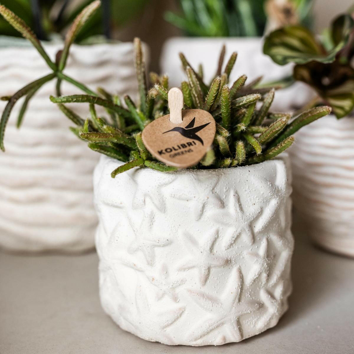 Phalaenopsis Witte Orchidee Lausanne en Succulent incl. keramieken sierpotten op wit organisch dienblad - ↕35cm - Ø9 - Sierplantenshop
