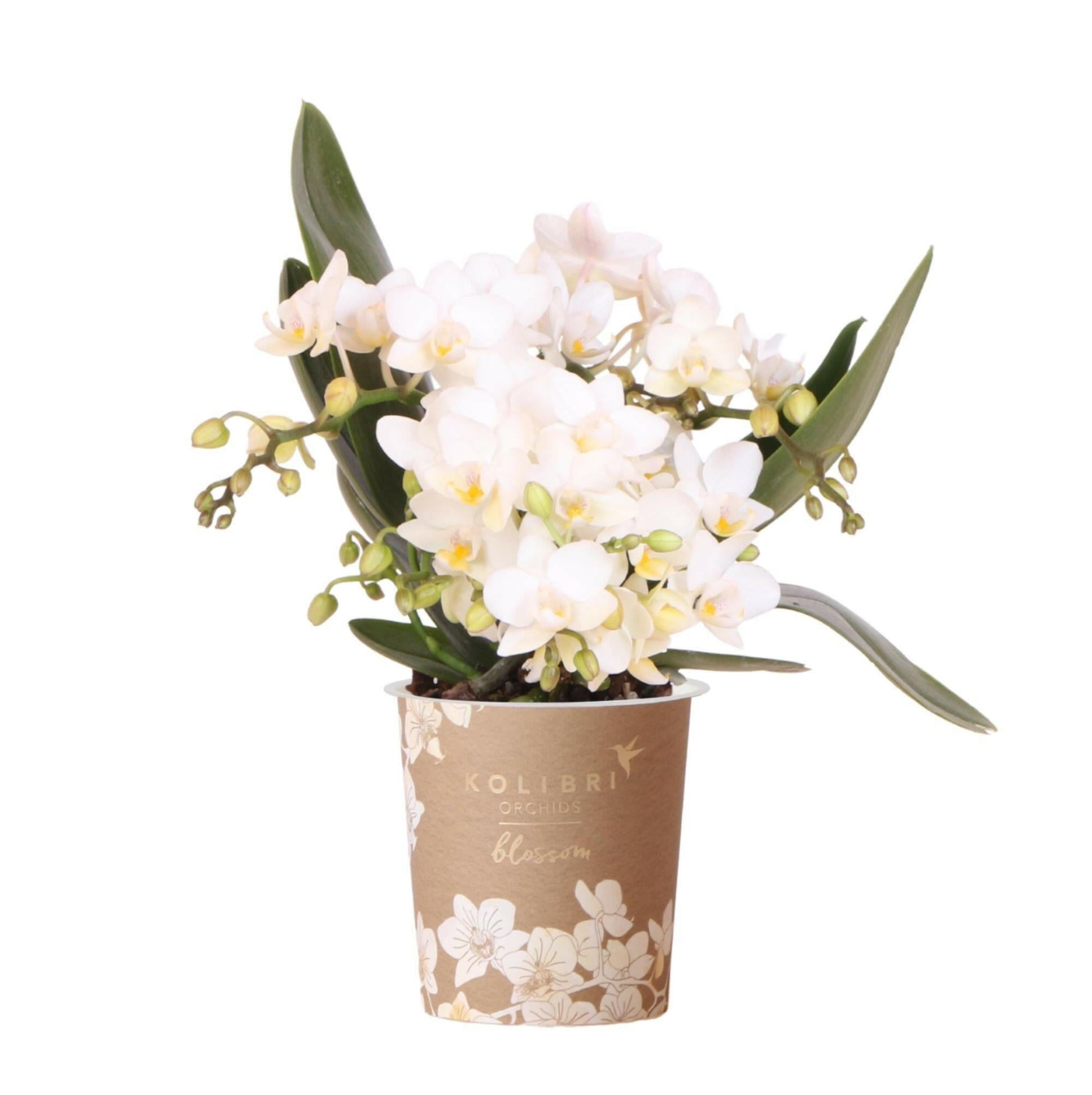 Phalaenopsis Witte Orchidee - Nazaré - ↕35cm - Ø9 - Sierplantenshop