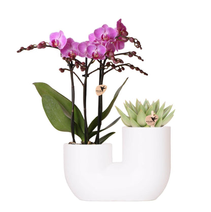PhalaenopsisSet van roze orchidee Vienna en succulent in Tube sierpot wit - ↕35cm - Ø9 - Sierplantenshop