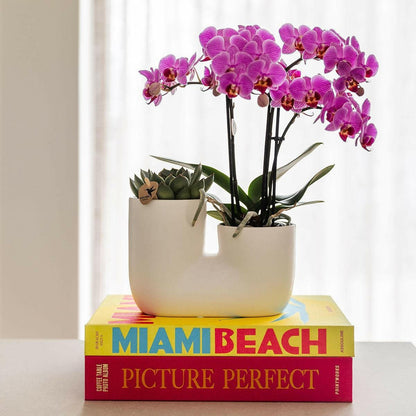 PhalaenopsisSet van roze orchidee Vienna en succulent in Tube sierpot wit - ↕35cm - Ø9 - Sierplantenshop