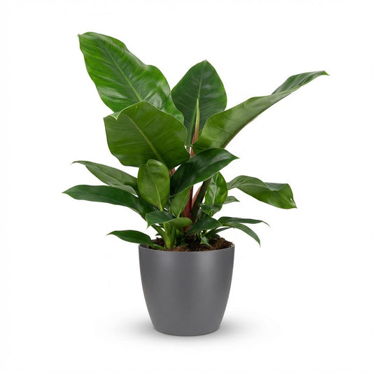 Philodendron Imperial Green – Philodendron kamerplant