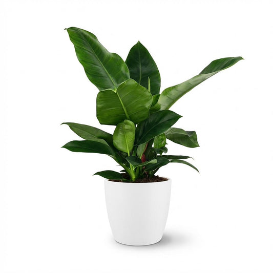 Philodendron Imperial Green – Philodendron kamerplant