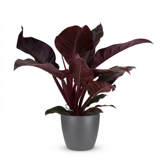 Philodendron Imperial Red – Philodendron kamerplant