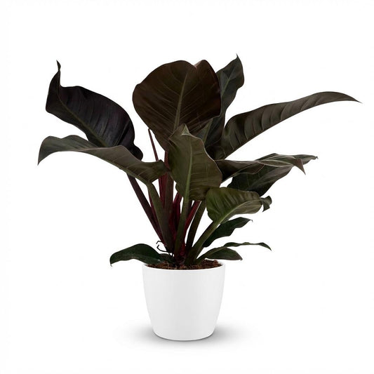 Philodendron Imperial Red – Philodendron kamerplant