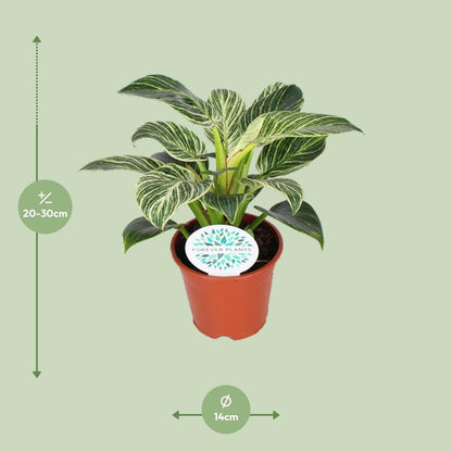 Philodendron Birkin ↕25cm - Ø14 - Sierplantenshop