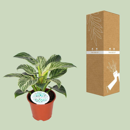 Philodendron Birkin ↕25cm - Ø14 - Sierplantenshop
