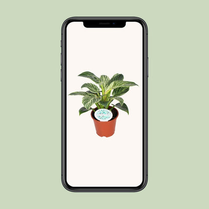 Philodendron Birkin ↕25cm - Ø14 - Sierplantenshop