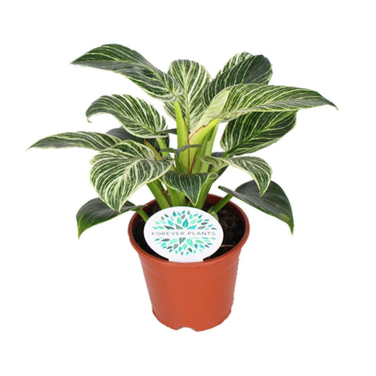 Philodendron Birkin ↕25cm - Ø14 - Sierplantenshop