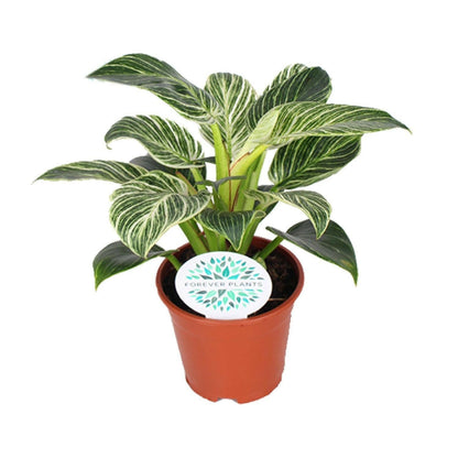 Philodendron Birkin ↕25cm - Ø14 - Sierplantenshop