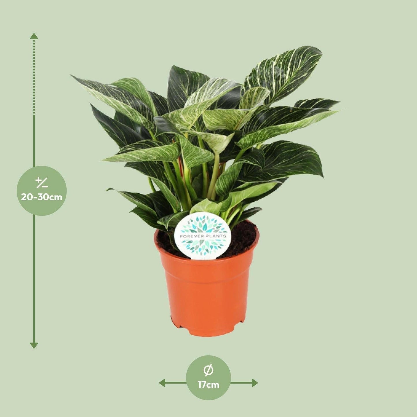 Philodendron Birkin - ↕30cm - Ø17 - Sierplantenshop