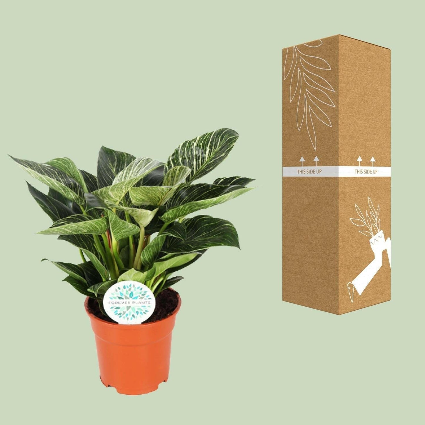 Philodendron Birkin - ↕30cm - Ø17 - Sierplantenshop