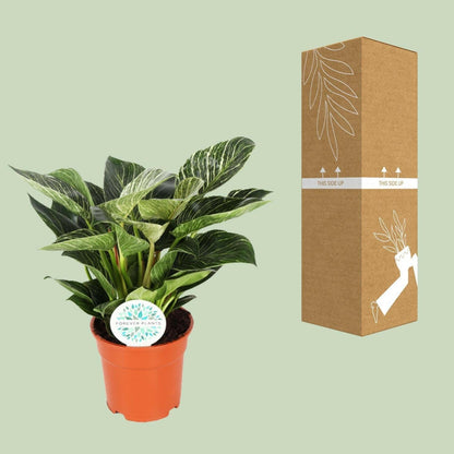 Philodendron Birkin - ↕30cm - Ø17 - Sierplantenshop