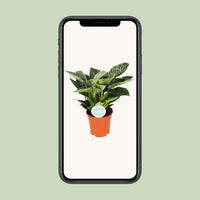 Philodendron Birkin - ↕30cm - Ø17 - Sierplantenshop