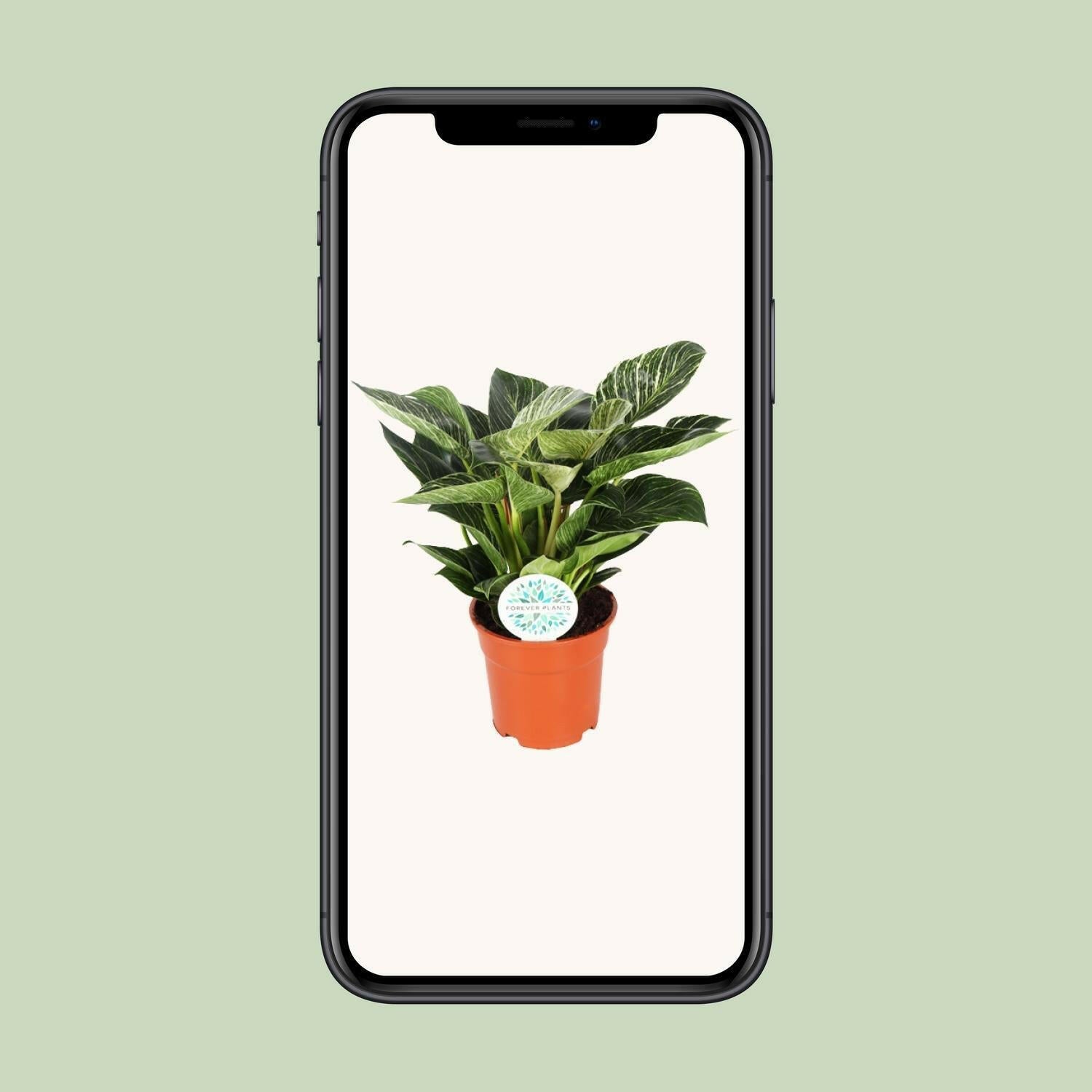 Philodendron Birkin - ↕30cm - Ø17 - Sierplantenshop