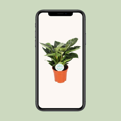 Philodendron Birkin - ↕30cm - Ø17 - Sierplantenshop