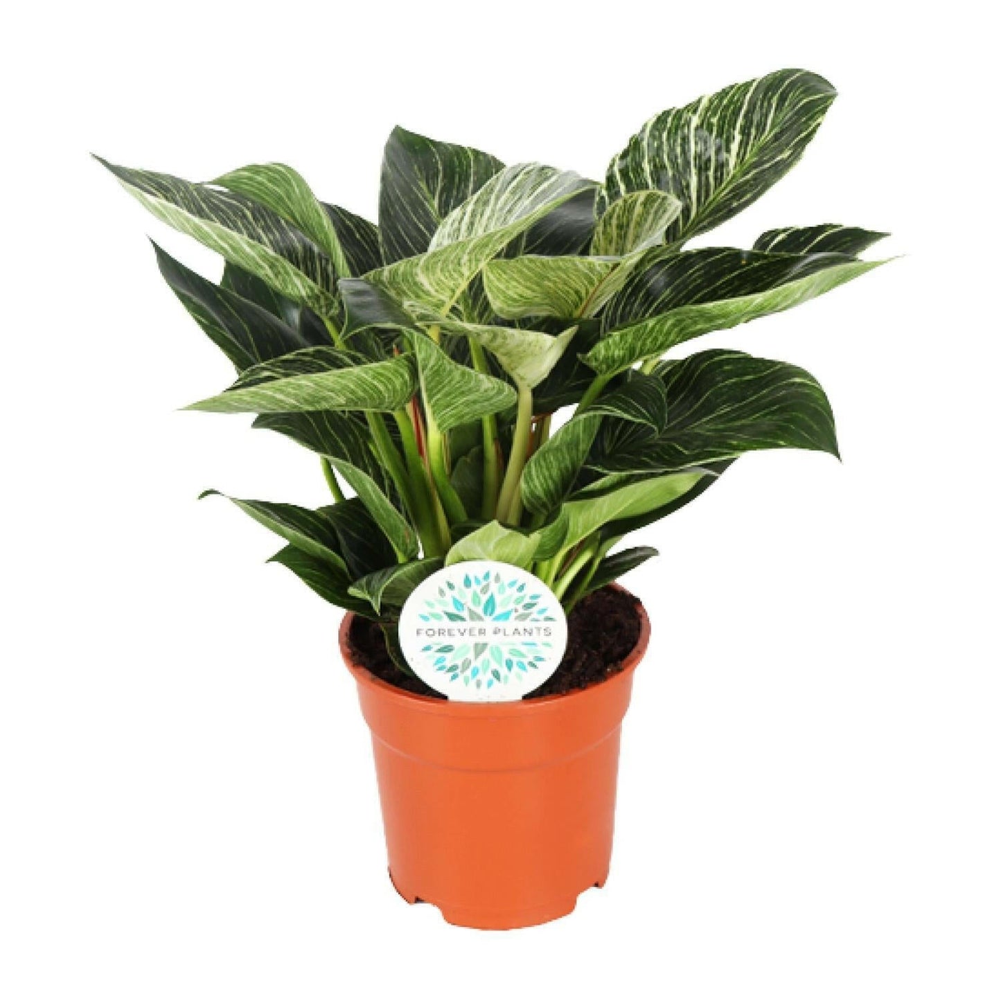 Philodendron Birkin - ↕30cm - Ø17 - Sierplantenshop