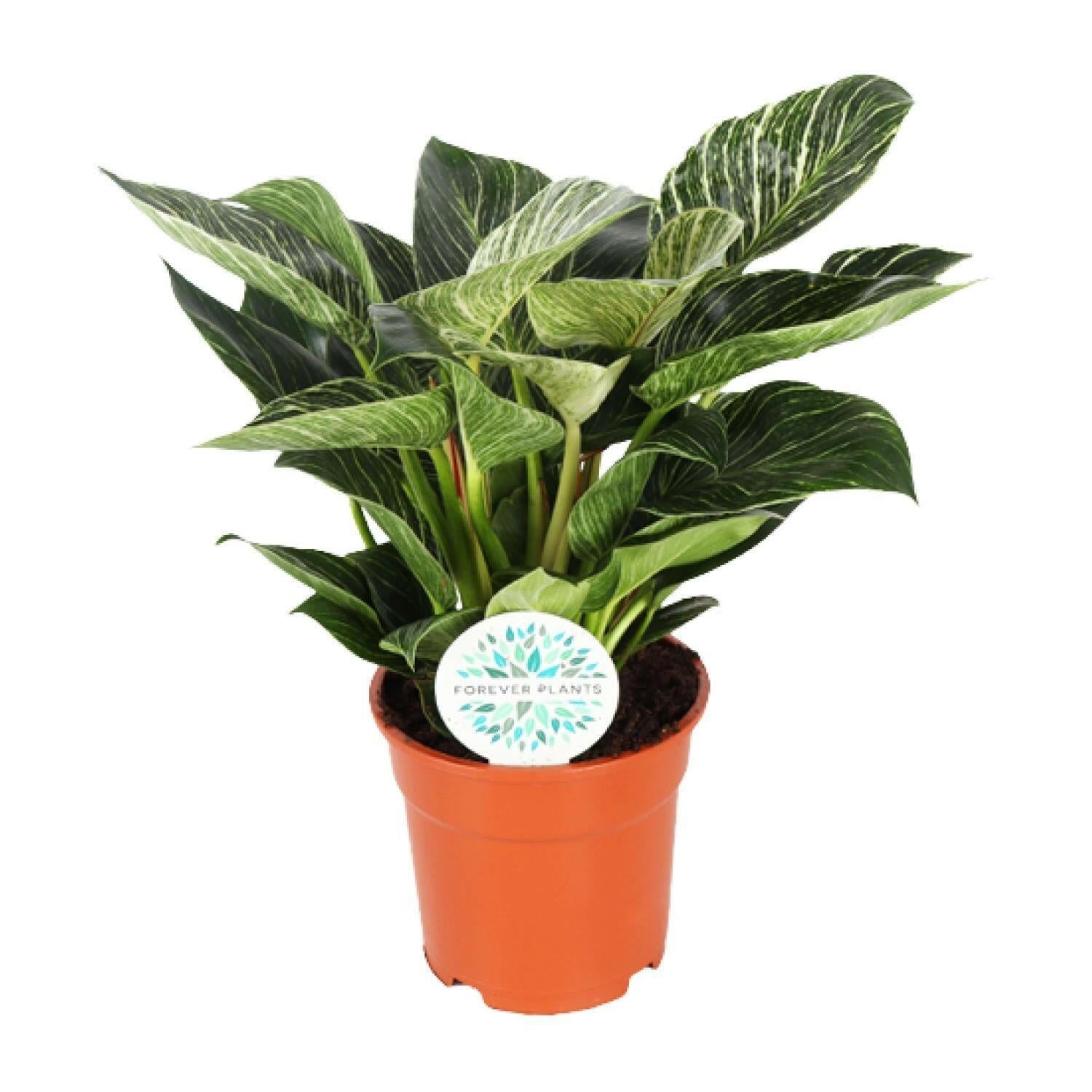 Philodendron Birkin - ↕30cm - Ø17 - Sierplantenshop